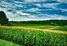 W jaki sposób może być realizowana ochrona zbóż