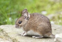 Pułapki na myszy – stacje deratyzacyjne, chwytaki, pułapki Pułapki na myszy