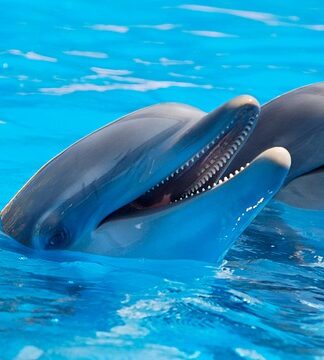 Czy delfiny to ssaki?