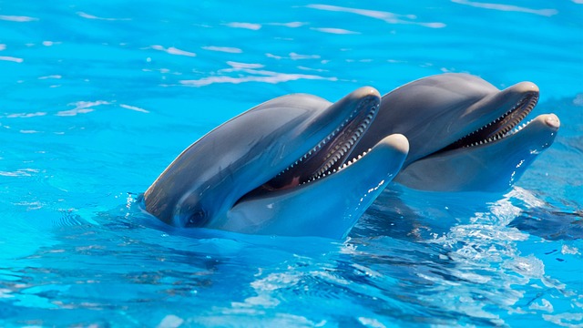 Czy delfiny to ssaki?