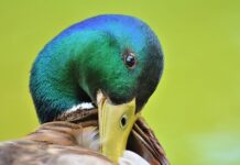 Czy dziobaki to ssaki? Czy dziobaki to ssaki?