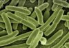 Jaka bakteria powoduje nieświeży oddech?