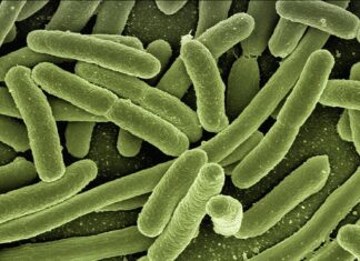 Jaka bakteria powoduje nieświeży oddech?