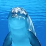 Ile kosztuje delfin?