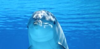 Ile kosztuje delfin?