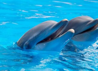 Ile IQ mają delfiny?
