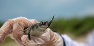 Co na odbudowę mazi stawowej?