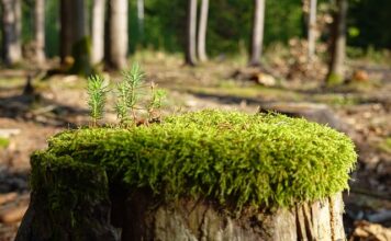 Jak szybko zregenerować stawy? Jak szybko zregenerować stawy?