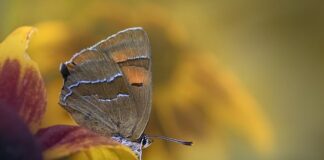 Jak pozbyć się smug na okularach?