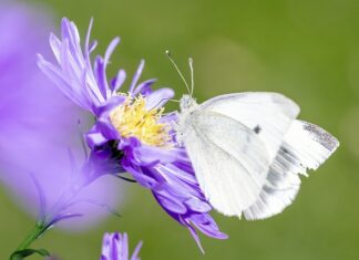 Ile jest gatunków ssaków w Polsce?