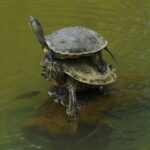 Jak nakładać bazę pod podkład?