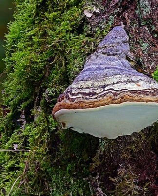 Czy krzesiwo tępi nóż?